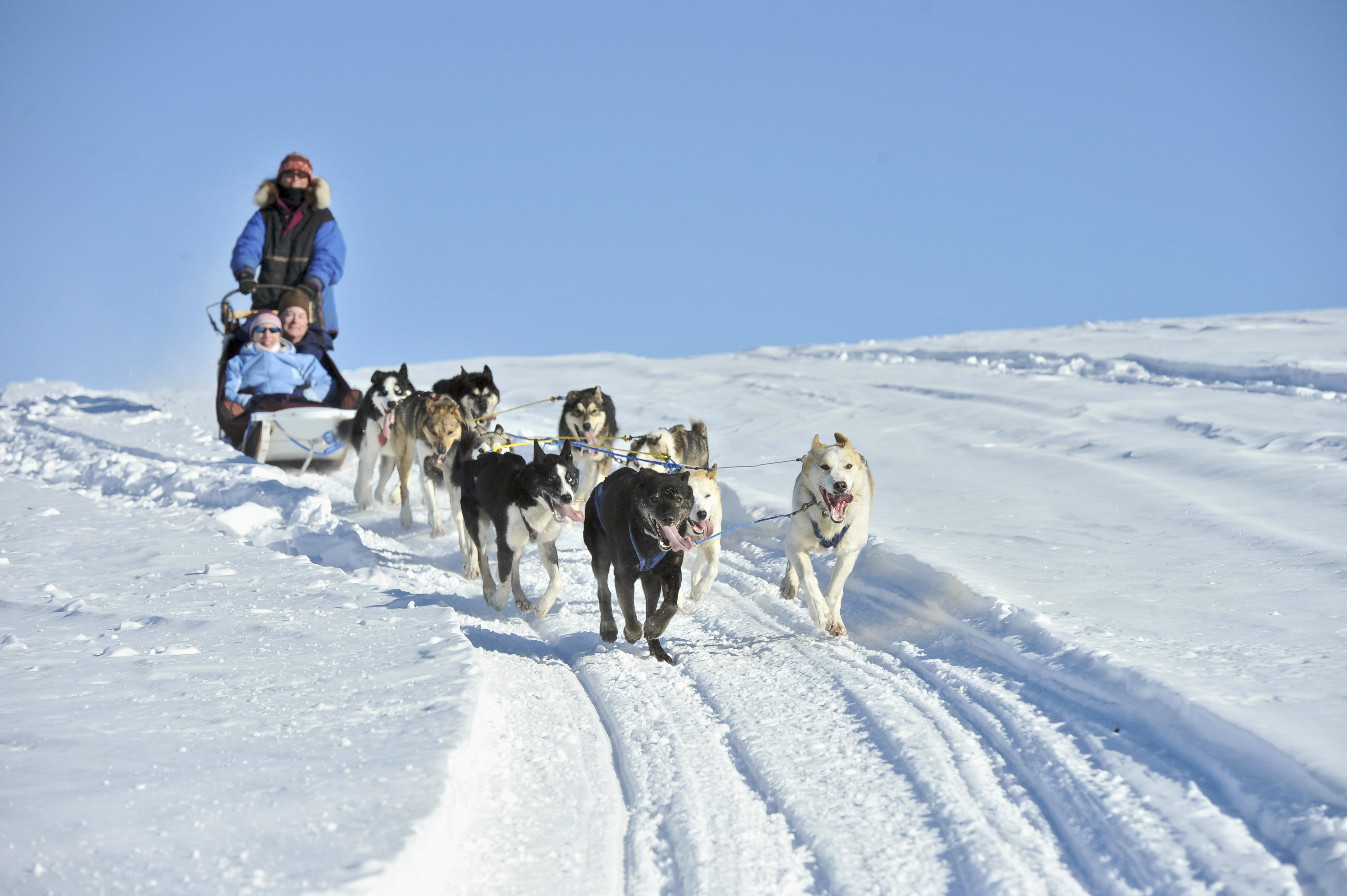 Собачьи упряжки на Аляске